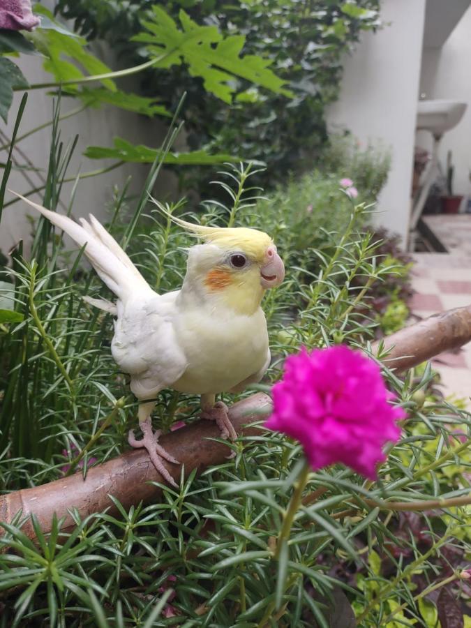 Paarijaat Homestay & Guesthouse Ayodhya Esterno foto
